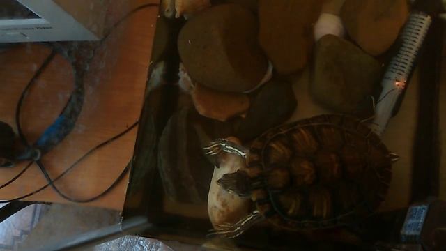 Черепаха красноухая ест ротана смотреть онлайн