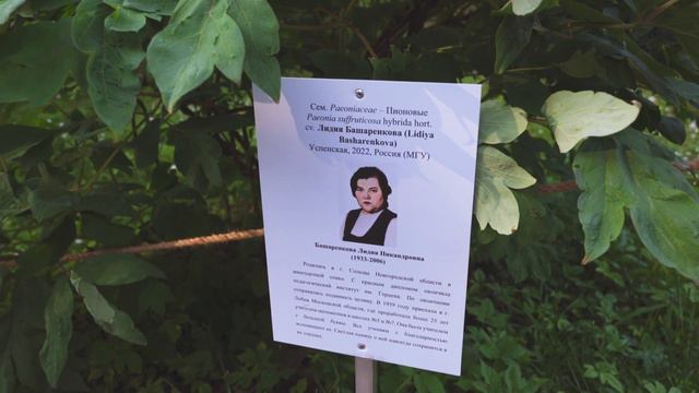 Цветок 2 О РОЗЕ В ЧЕСТЬ ЛИДИИ НИКАНДРОВНЫ БАШАРЕНКОВОЙ смотреть онлайн
