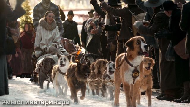 ТОП 5 ФИЛЬМОВ С СОБАКАМИ! Обзор кино. смотреть онлайн