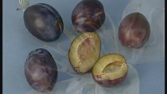 Отдел покрытосеменные. Семейство розоцветных. Признаки семейства смотреть онлайн