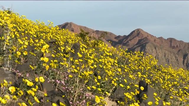 В КАЛИФОРНИИ РАСЦВЕЛА ДОЛИНА СМЕРТИ смотреть онлайн
