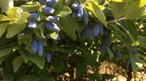 Как Выращивать  Жимолость Из Семян