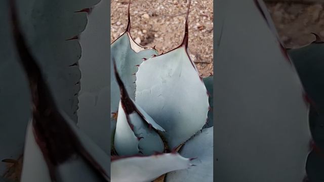 Agave parryi truncata 'Artichoke Agave' смотреть онлайн