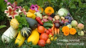 Простые советы начинающему дачник