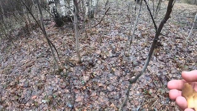 Сбор грибов в мае, Сморчковая шапочка. смотреть онлайн