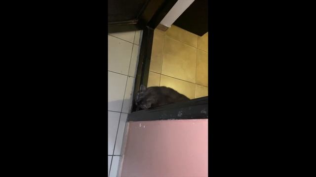 1 Марта -  Всемирный День кошек!!! Поздравления от моего кота Элвиса!!