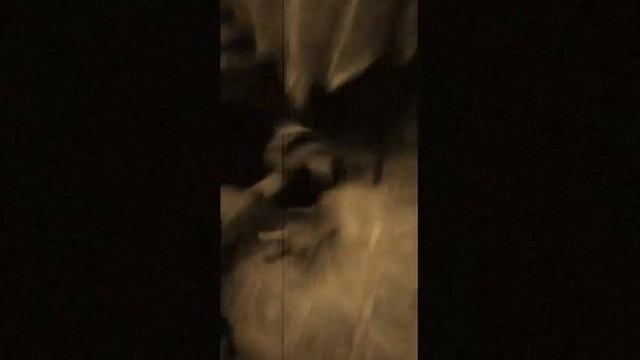 Старое кошачье танго смотреть онлайн