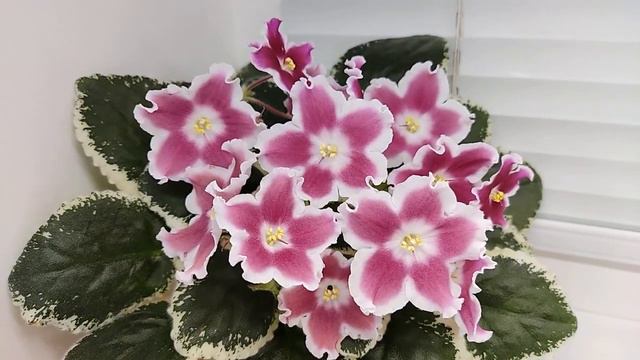 Фиалка ЛЕ-Карусель смотреть онлайн