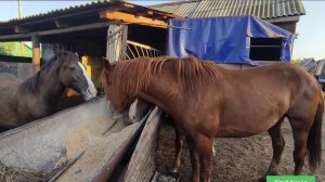 Лошадь не может жевать и проглатывать траву. в чём причина?