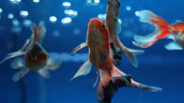 Рыбки Релакс - Relax смотреть онлайн