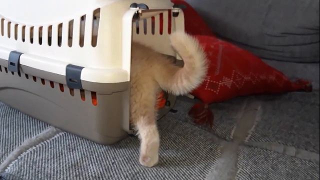 Купили котенка 3 месяца, 1 день в новом доме . Британская кошка смотреть онлайн