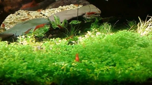 Аквариум, креветки и микроантемум "Монте Карло" смотреть онлайн