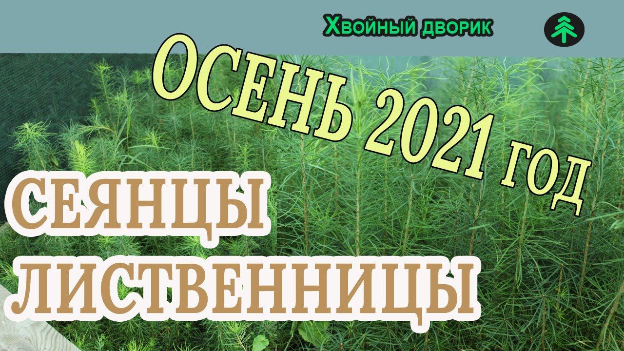 Лиственница сибирская 2-х летка Обзор интернет-магазина питомника "Хвойный дворик" смотреть онлайн