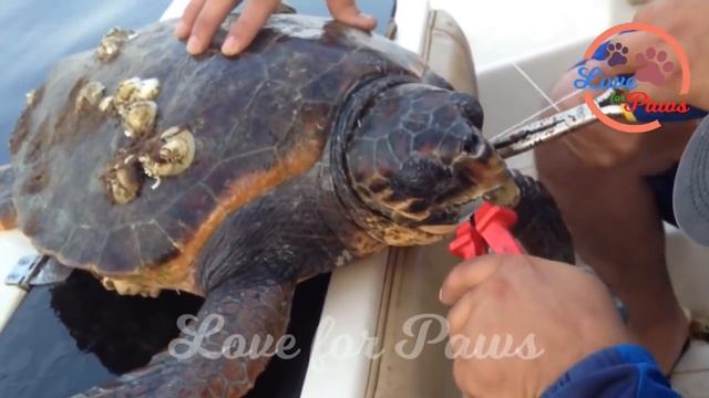 Save Turtle Life From Fishing Nets, Fishhook Not To Remove Barnacle | Turtle Rescue смотреть онлайн