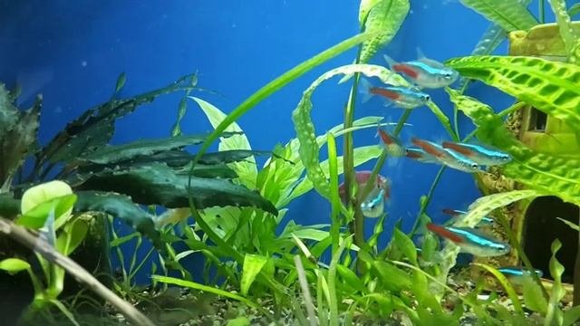 Как различить самку от самца.(Голубого Неона)