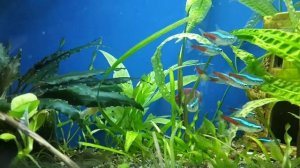 Как различить самку от самца.(Голубого Неона)