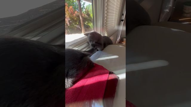 Grace and Stella смотреть онлайн