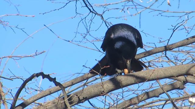 Грачи, которые у нас зимуют