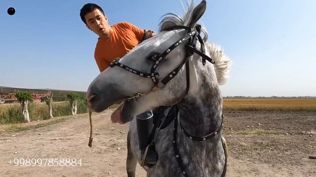 МИНИ БОЙСУН СОТИЛАДИ! ОНЛАЙН ОТ БОЗОР! ОНЛАЙН КОННЫЙ РЫНОК! смотреть онлайн