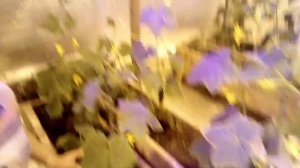 Как увеличить корневую систему у огурцов!