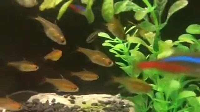 Hyphessobrycon Amandae Tetra Amanda Тетра Аманда смотреть онлайн