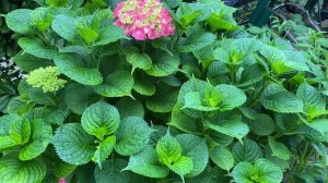 Гортензии крупнолистные почему слабое цветение
