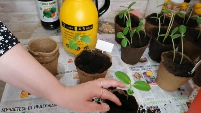 КАК ПИКИРОВАТЬ РАССАДУ ОГУРЦОВ?!) смотреть онлайн