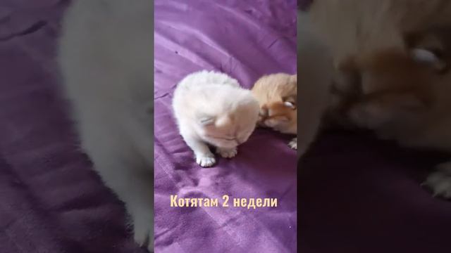 котятам 14 дней. #золотаяшиншилла смотреть онлайн