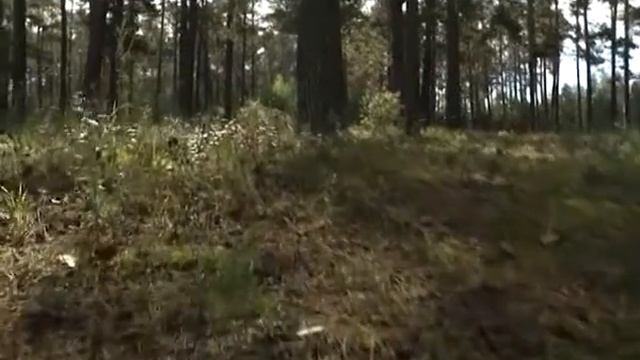 ГРИБНИКИ ТЕРЯЮТСЯ смотреть онлайн