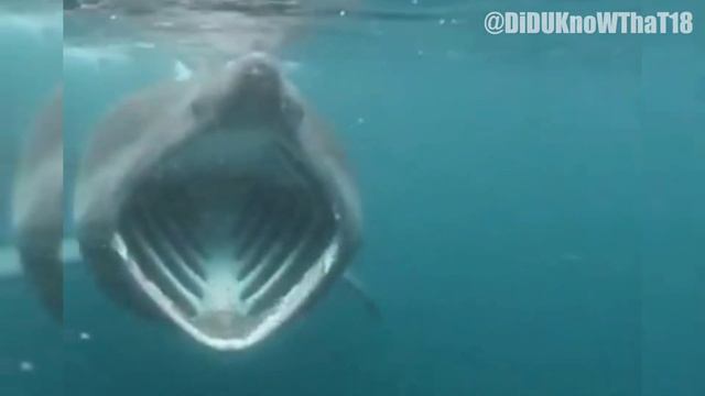Biggest🦈 Sharks Swimming in the Ocean🌊 смотреть онлайн