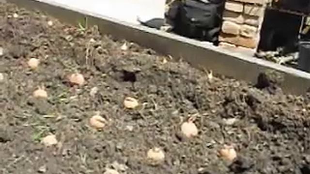 How To Plant Potatoes and Best Companions. смотреть онлайн