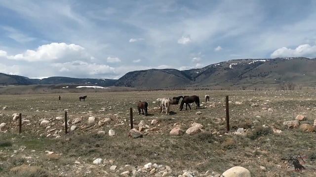 О диких лошадях в США. смотреть онлайн