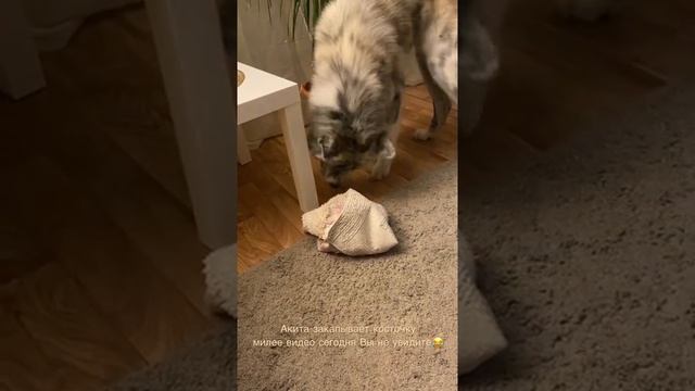 Как закопать кость «напотом» смотреть онлайн