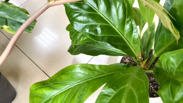 Мои антуриумы Джангл и Джангл Буш. Сходства и отличия