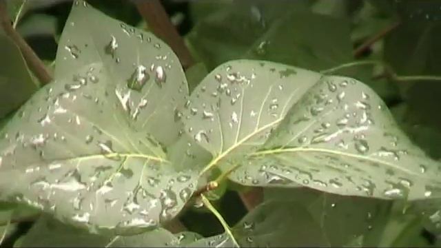 Canon MV900 MiniDV PAL смотреть онлайн