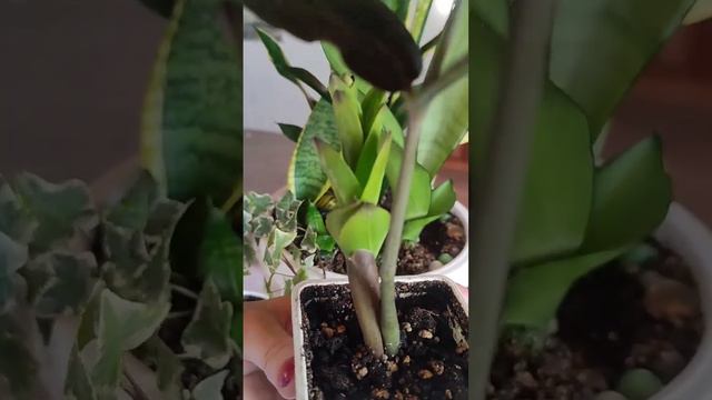 Замиокулькас Черный ворон #замиокулькас #комнатныерастения #растения #свойдом #черныйворон #увлечен смотреть онлайн