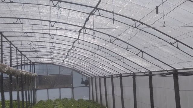 Лучший полив картофеля и огурца в теплице смотреть онлайн