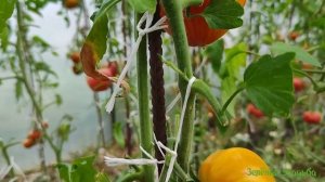 Обзор Минусинских томатов Лев, Слон и Подсинское чудо/Дегустация