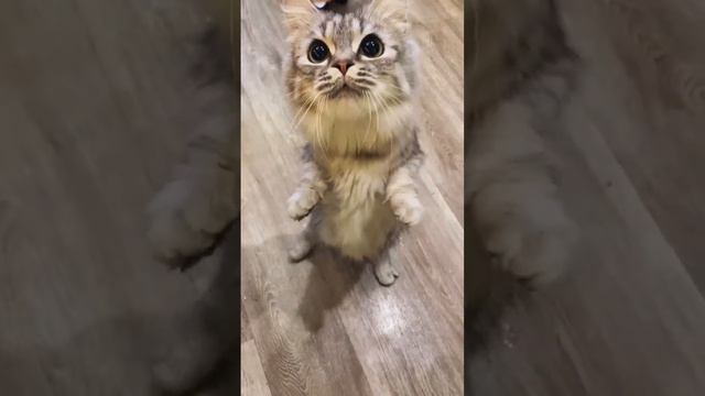Манчкин супермини 🥰 Одна из лучших наших производителей, просто обожает индейку)) #munchkin смотреть онлайн