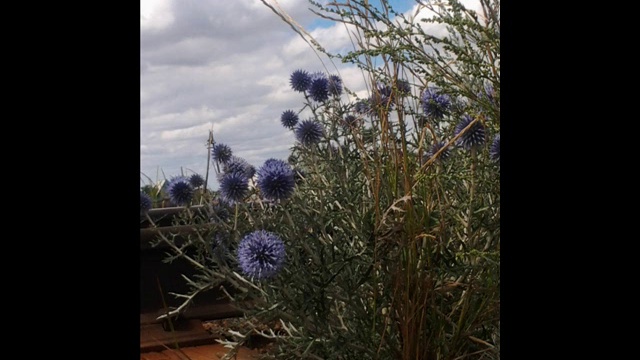 Степные снимки (2014)