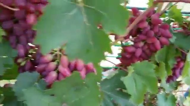 Виноград красотка;) конец августа 2019 г. смотреть онлайн