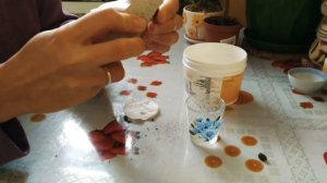 ??Как посадить семена Стрелиции Королевской? Стрелиция Королевская или Райская Птица.