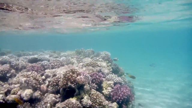 Egypt, Makadi bay underwater world смотреть онлайн