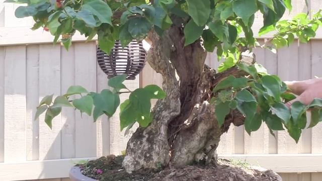 How To Bonsai - Bougainvillea Restyling The Tree