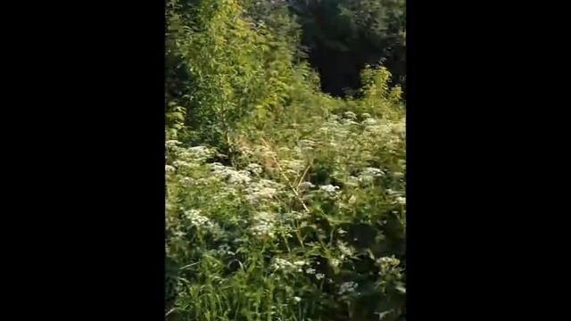 Участок 8 сот ИЖС в Тихвине, ул. Гагарина, 3 смотреть онлайн