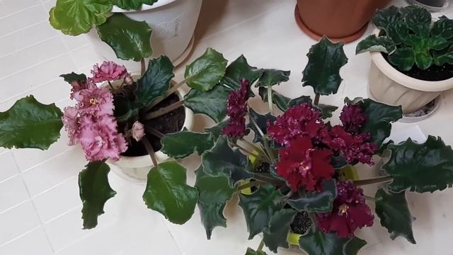 1 ч.л Оживит даже Вялые цветы в Декабре. Копеечное средство. 2 Рецепта помощи цветам. смотреть онлайн