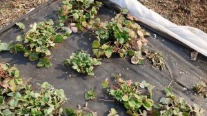 Грядки с земляникой из семян весной. Уборка старых листьев.