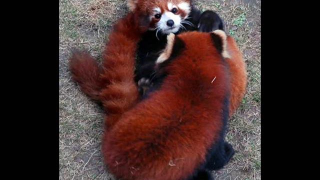 Red Panda FanVid! смотреть онлайн