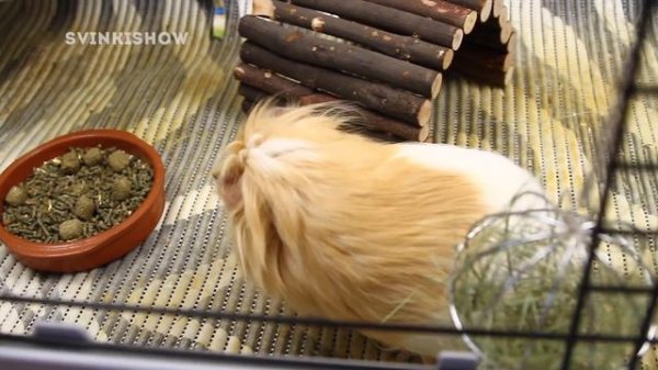 Игрушки Для Морских Свинок / SvinkiShow