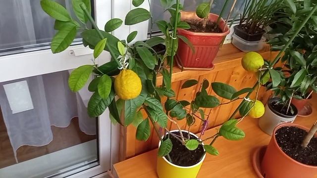 Воздушные отводки - самый быстрый путь к плодоношению. Мандарин Павловский воздушная отводка. смотреть онлайн